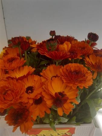 <h4>Calendula Green Spot Or</h4>