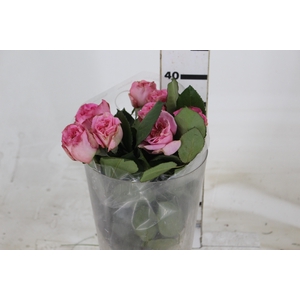 ROSA GARDEN ASHLEY 040 CM