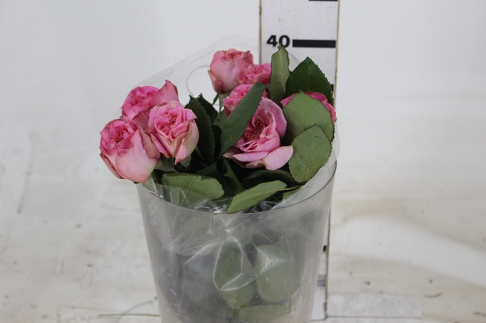 <h4>ROSA GARDEN ASHLEY 040 CM</h4>