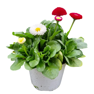 Bellis overig grootbloemig