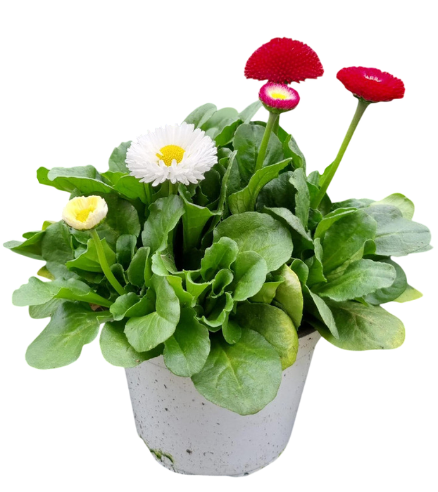 <h4>Bellis overig grootbloemig</h4>