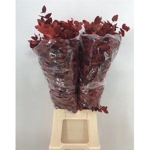 Euca Col Cinerea Red