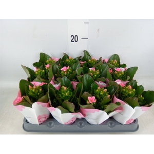Kalanchoe  'Else Flowers Oakley'