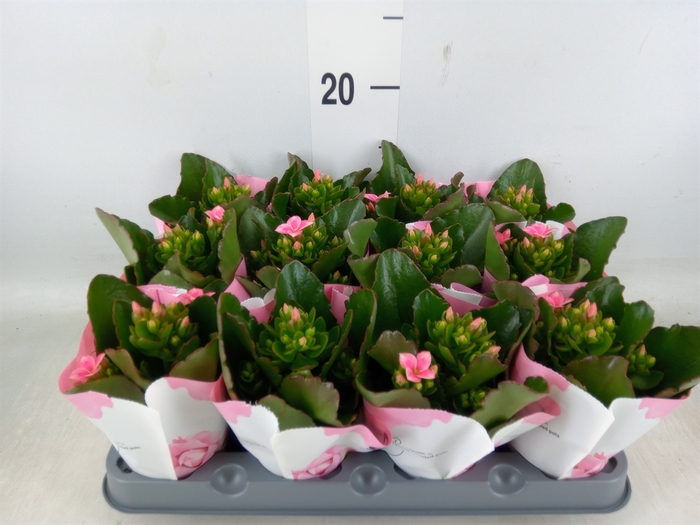 <h4>Kalanchoe  'Else Flowers Oakley'</h4>