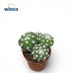 Echinopsis Subdenudata (group)