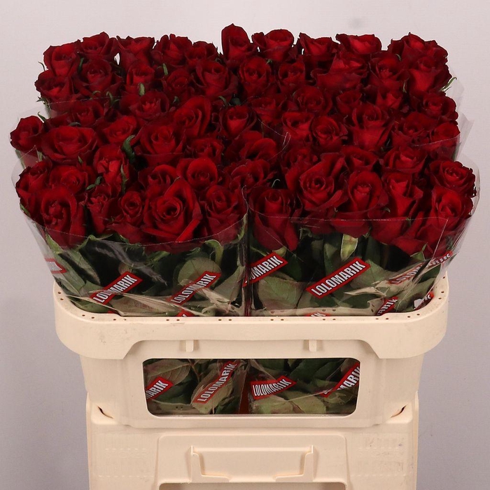 <h4>Rosa large ever red</h4>