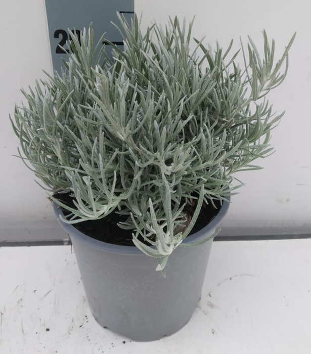 Helichrysum italicum