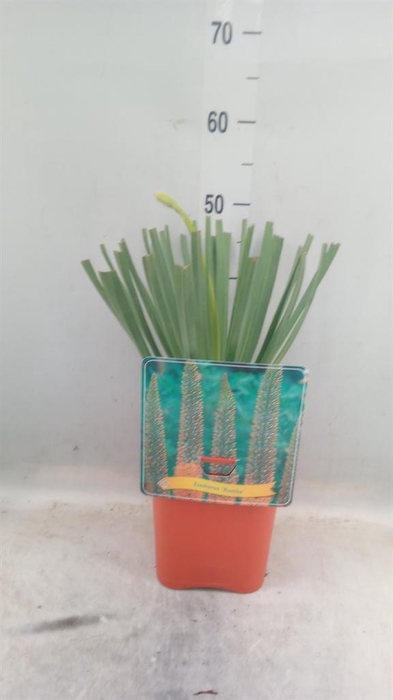 <h4>Eremurus   ...</h4>