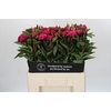 Paeonia Red Sarah Bernhardt