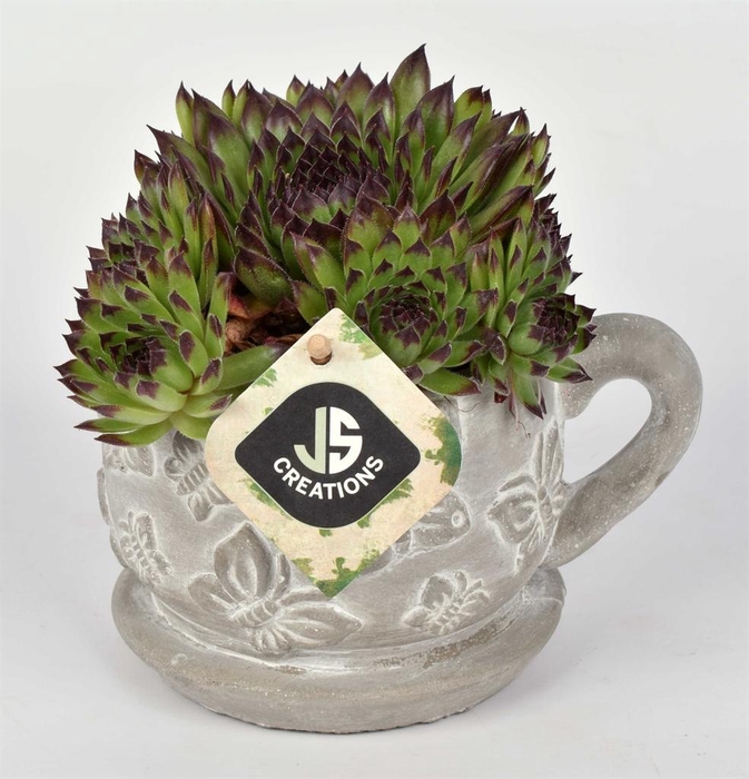 <h4>Arr. Sempervivum L%</h4>