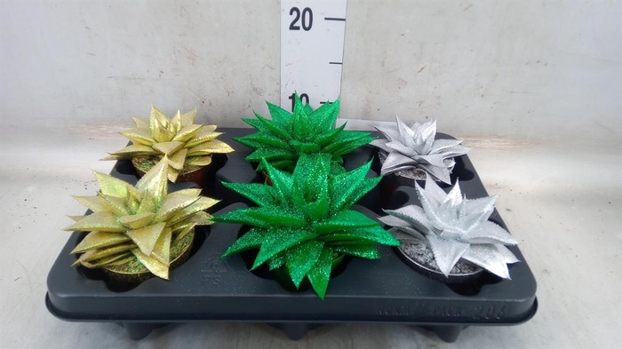 <h4>Gasteria  'Hippo'</h4>