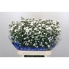 Aster Cassy