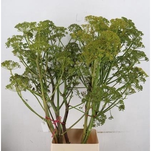FOENICULUM VULGARE
