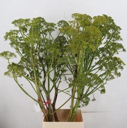 <h4>FOENICULUM VULGARE</h4>