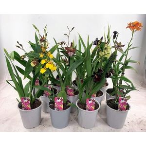 ORCHIDEEEN GEM