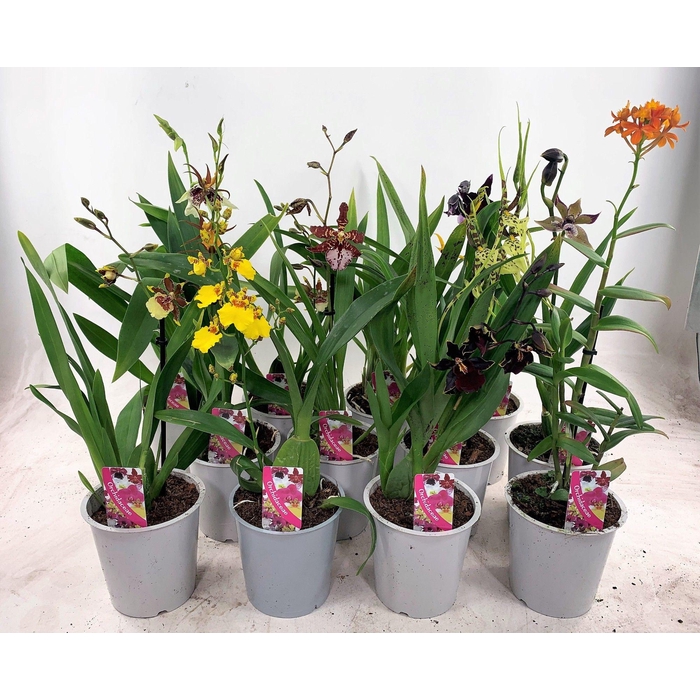 <h4>Orchideeen Gem</h4>