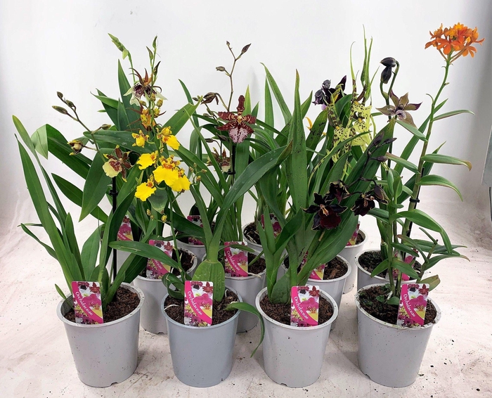 <h4>ORCHIDEEEN GEM</h4>