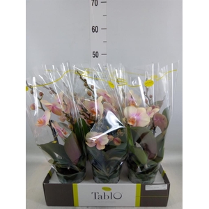 Phalaenopsis   ...yellow