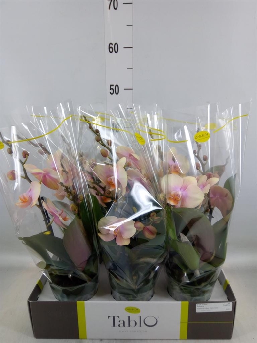 <h4>Phalaenopsis   ...yellow</h4>