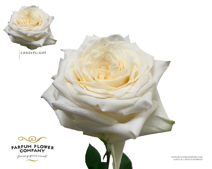 <h4>Rosa Premium Candlelight</h4>