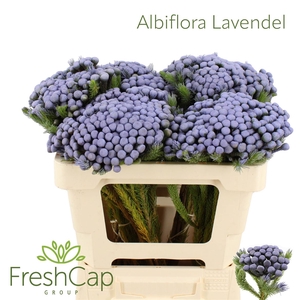 Albiflora Lavender