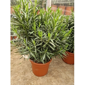 NERI OLEANDER