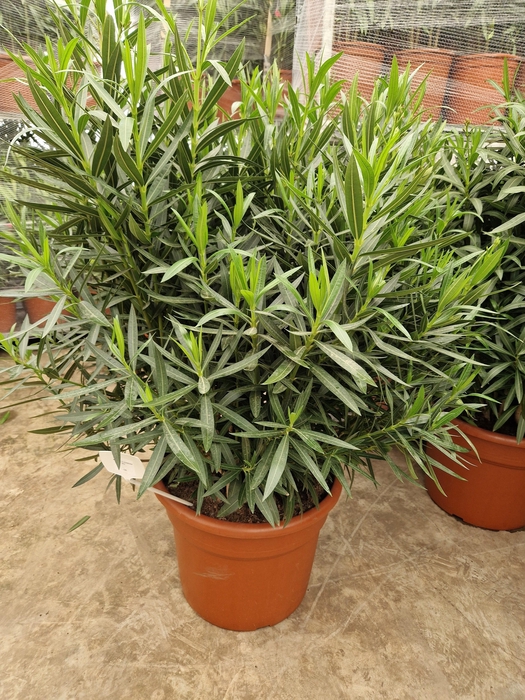 <h4>NERI OLEANDER</h4>