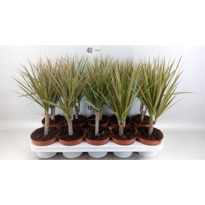 Dracaena marg. 'Bicolor'