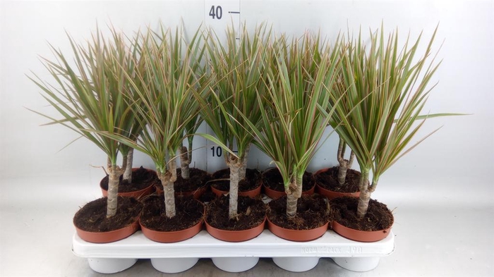 <h4>Dracaena marg. 'Bicolor'</h4>