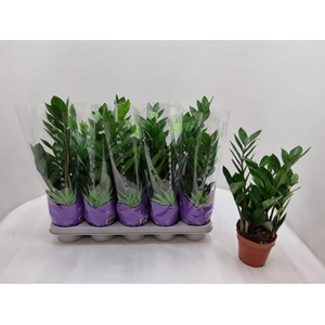 Zamioculcas zamifolia 12Ø 50cm 3st