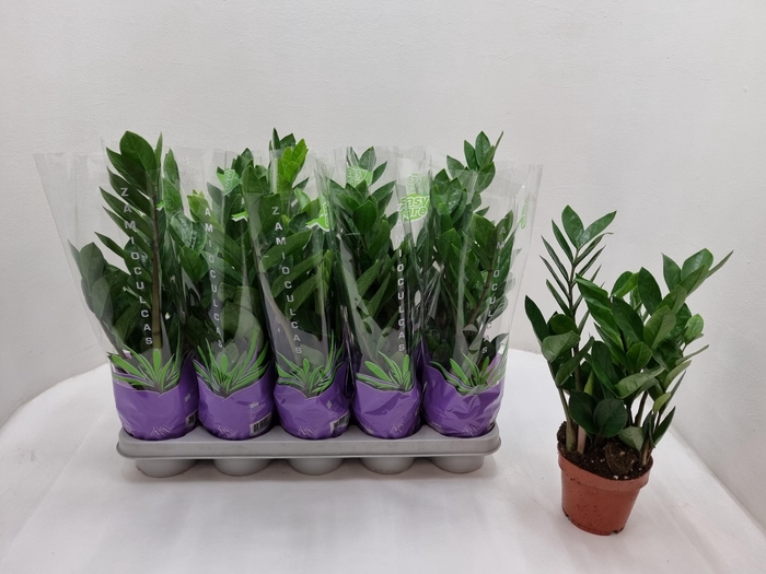 Zamioculcas zamifolia 12Ø 50cm 3st