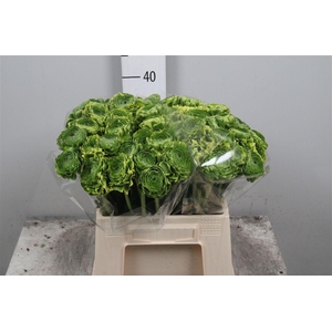 Ran Pon-pon Peterpan