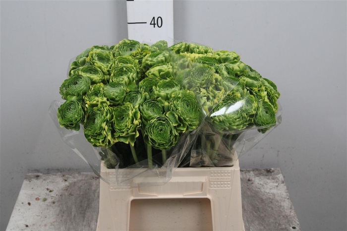 <h4>Ran Pon-pon Peterpan</h4>