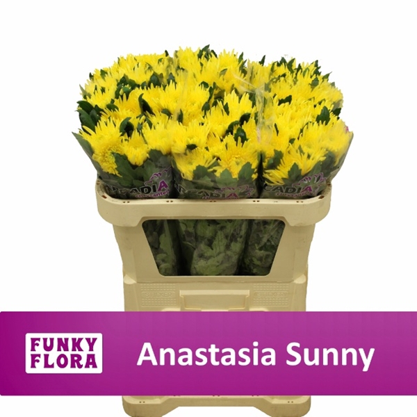 <h4>CHR G ANASTASIA SUN</h4>