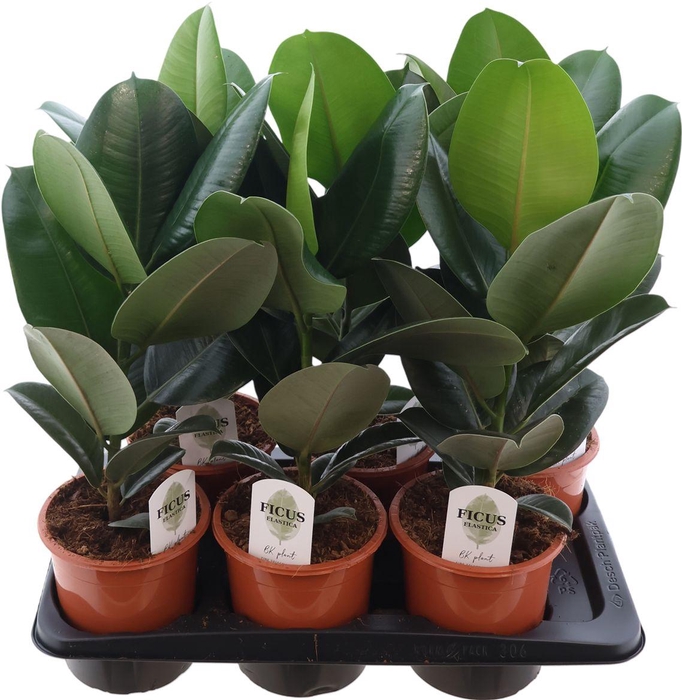 <h4>Fic El Robusta</h4>