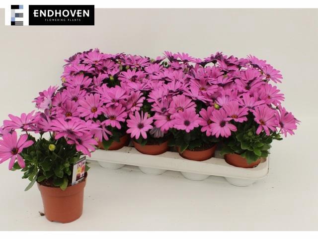 <h4>OSTEO SENORI ROSITA</h4>