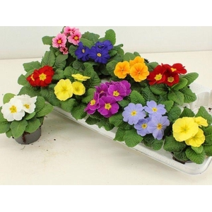 PRIM ACAULIS GEMENGD