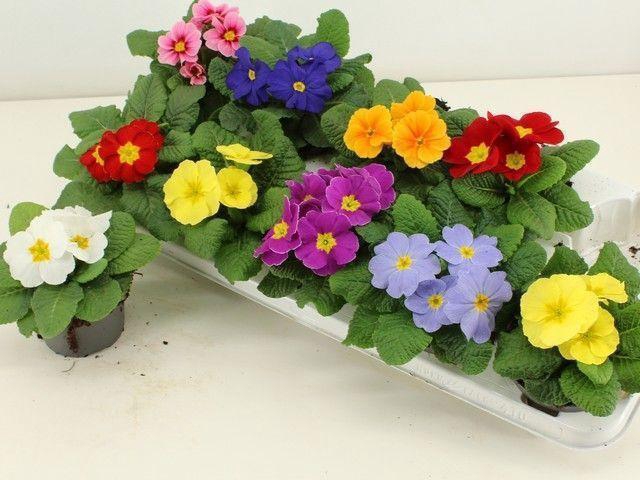 <h4>PRIM ACAULIS GEMENGD</h4>