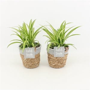 Chlorophytum Variegatum in Basket