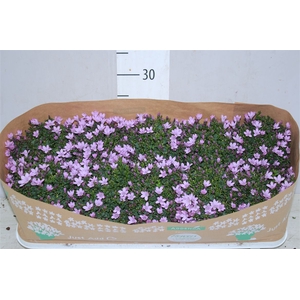 Campanula Port Pink