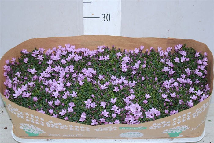 <h4>Campanula Port Pink</h4>
