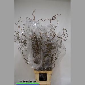 Corylus Av Contorta
