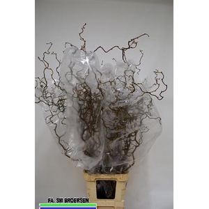 Corylus Av Contorta