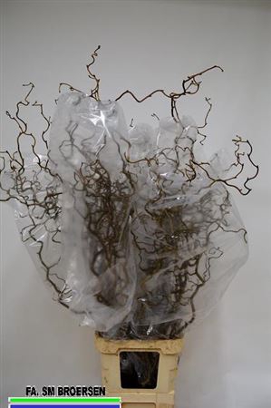 <h4>Corylus Av Contorta</h4>