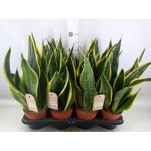 Sansevieria trifa. 'Futura Superba'