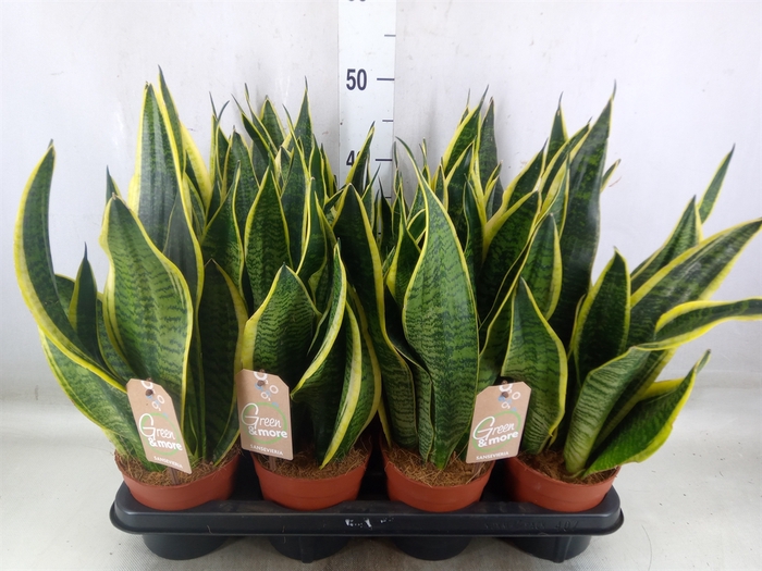 <h4>Sansevieria trifa. 'Futura Superba'</h4>