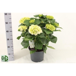 HYDR M CRYSTAL PALAC