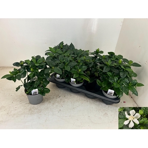 GARDENIA JASMINOIDES