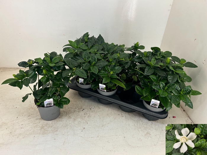 <h4>GARDENIA JASMINOIDES</h4>