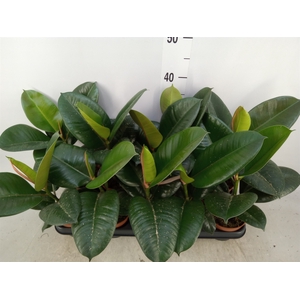 Ficus elastica 'Robusta'